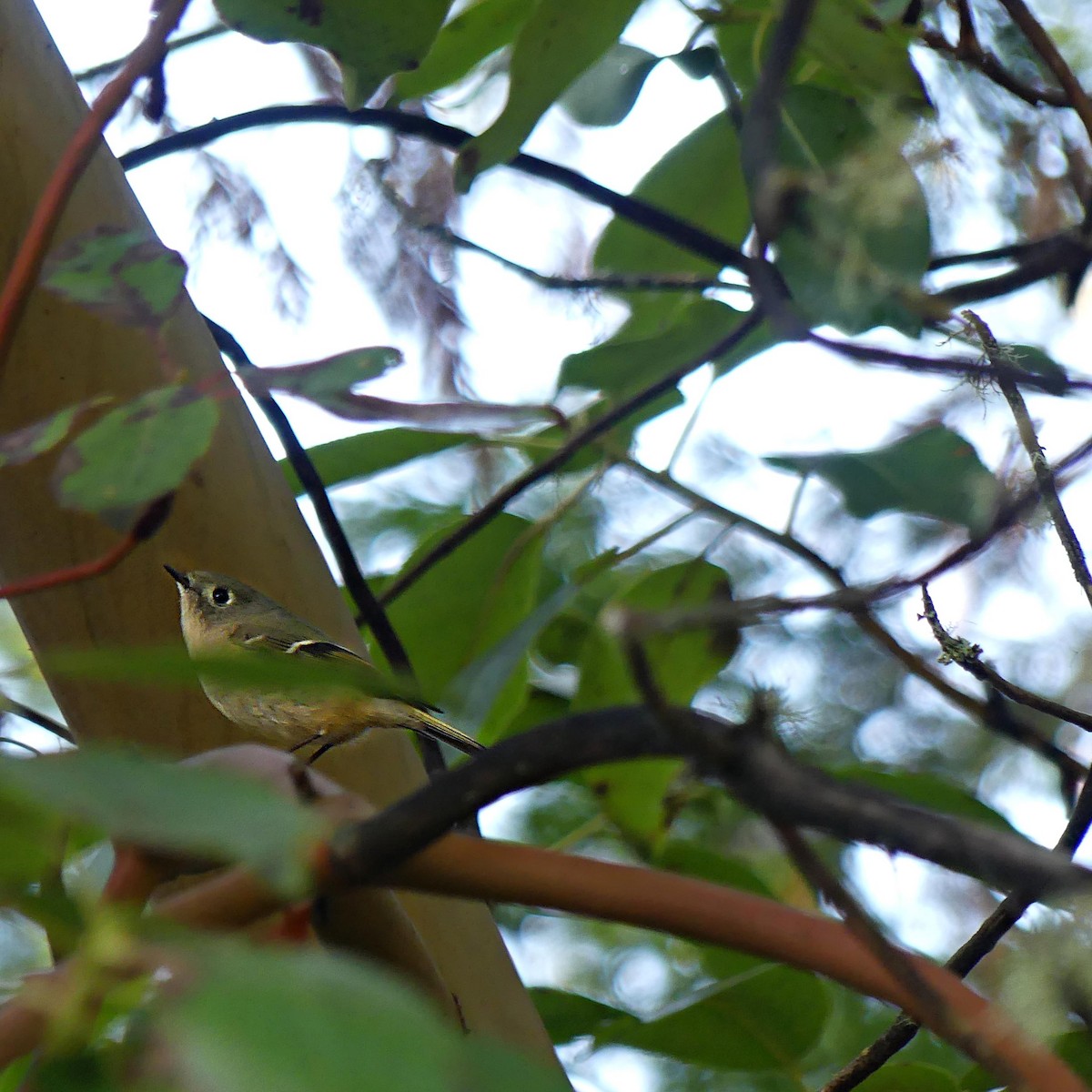 Ruby-crowned Kinglet - ML612277063