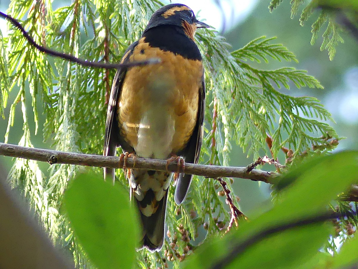 Varied Thrush - ML612277071