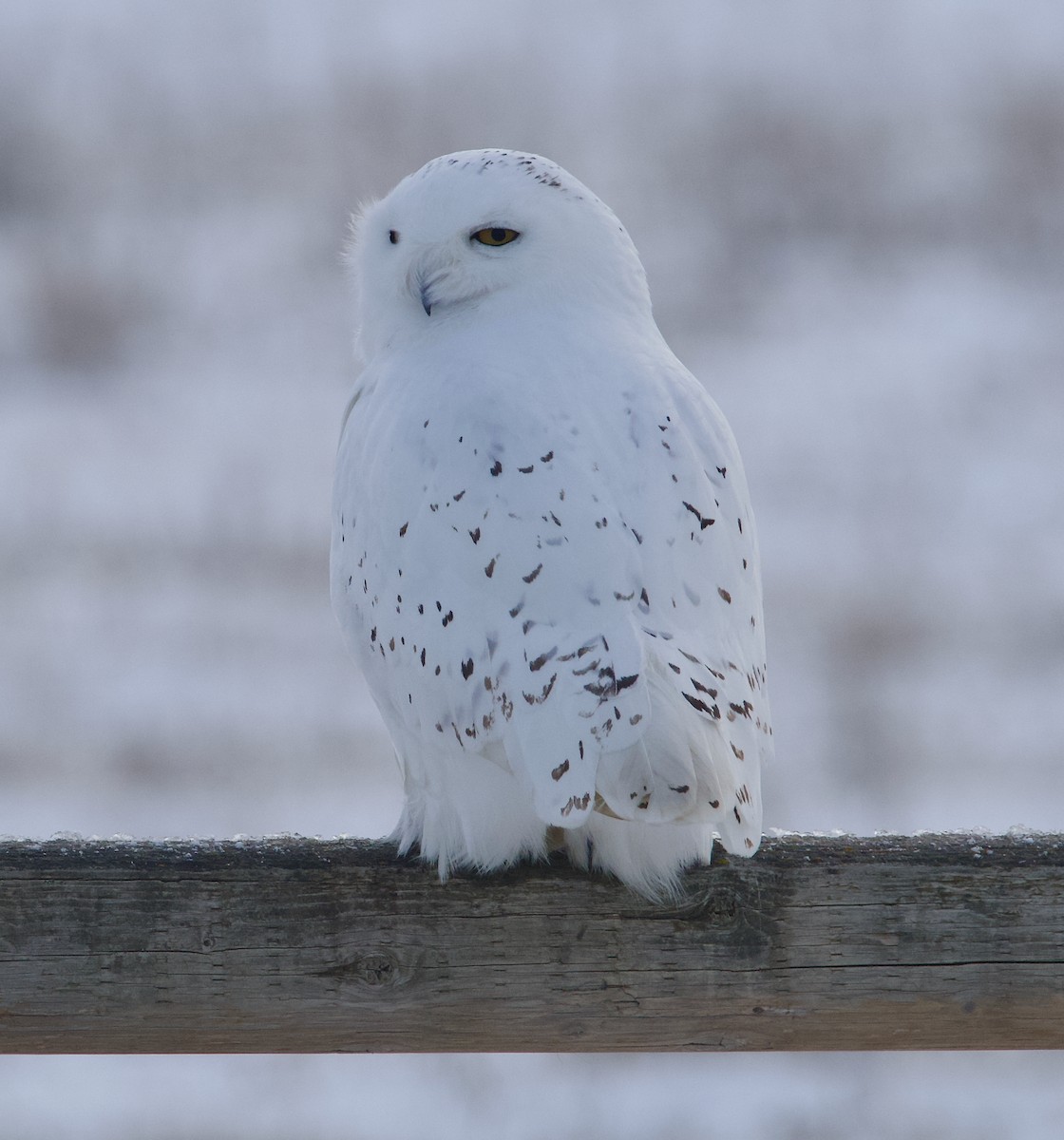 Snowy Owl - ML612277074