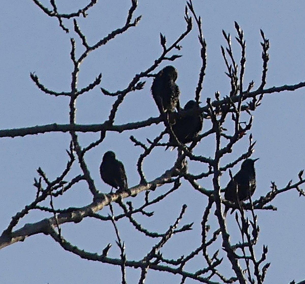 European Starling - ML612277076