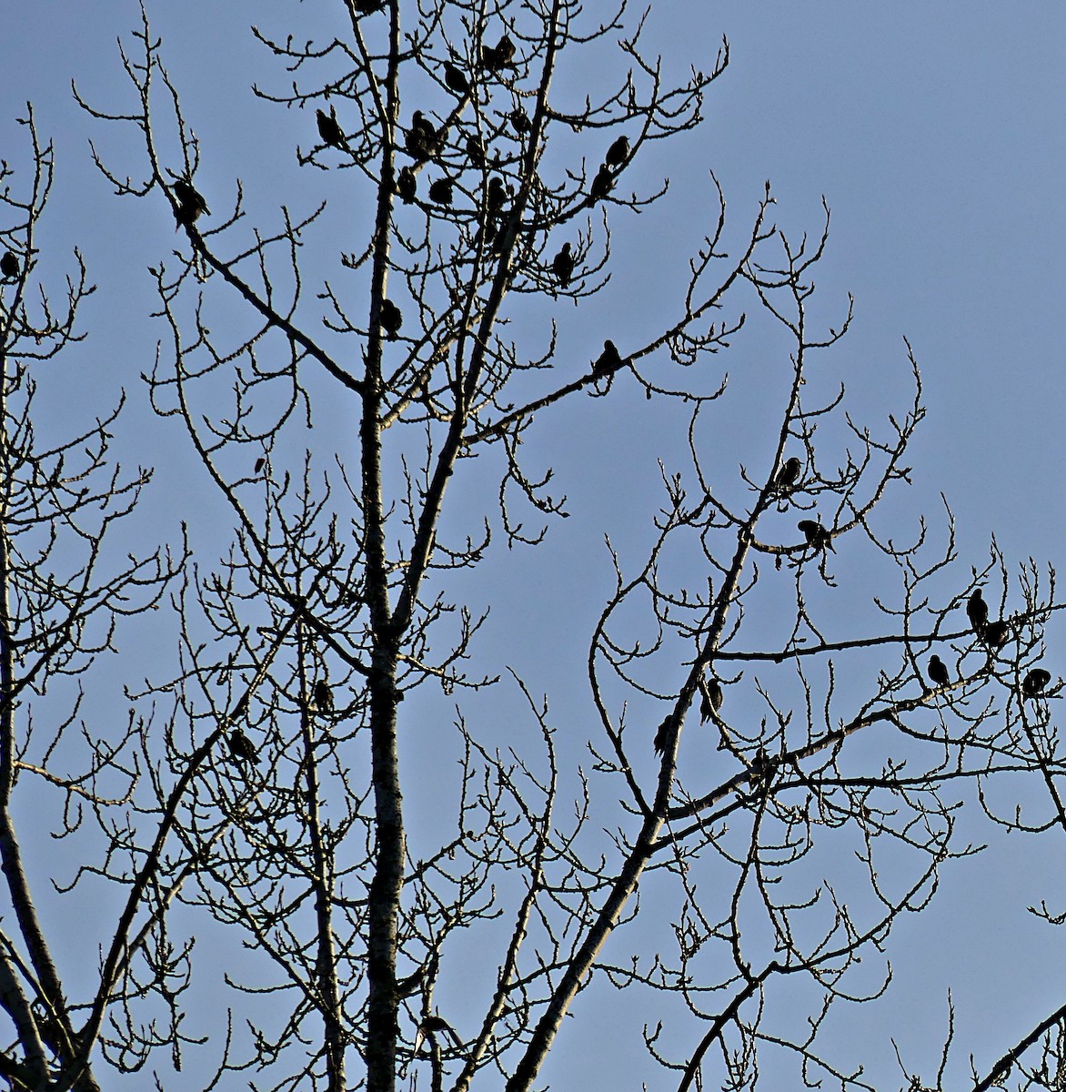 European Starling - ML612277077