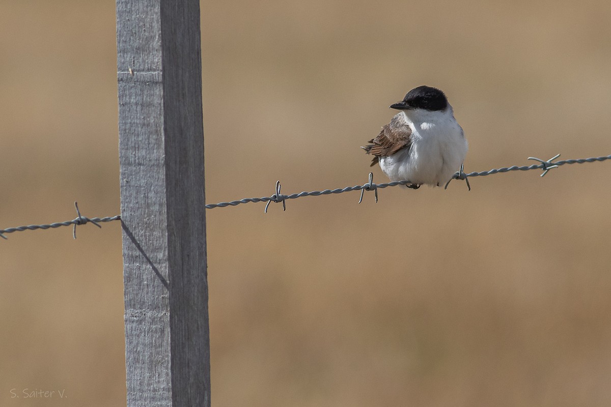 Fork-tailed Flycatcher - ML612277165