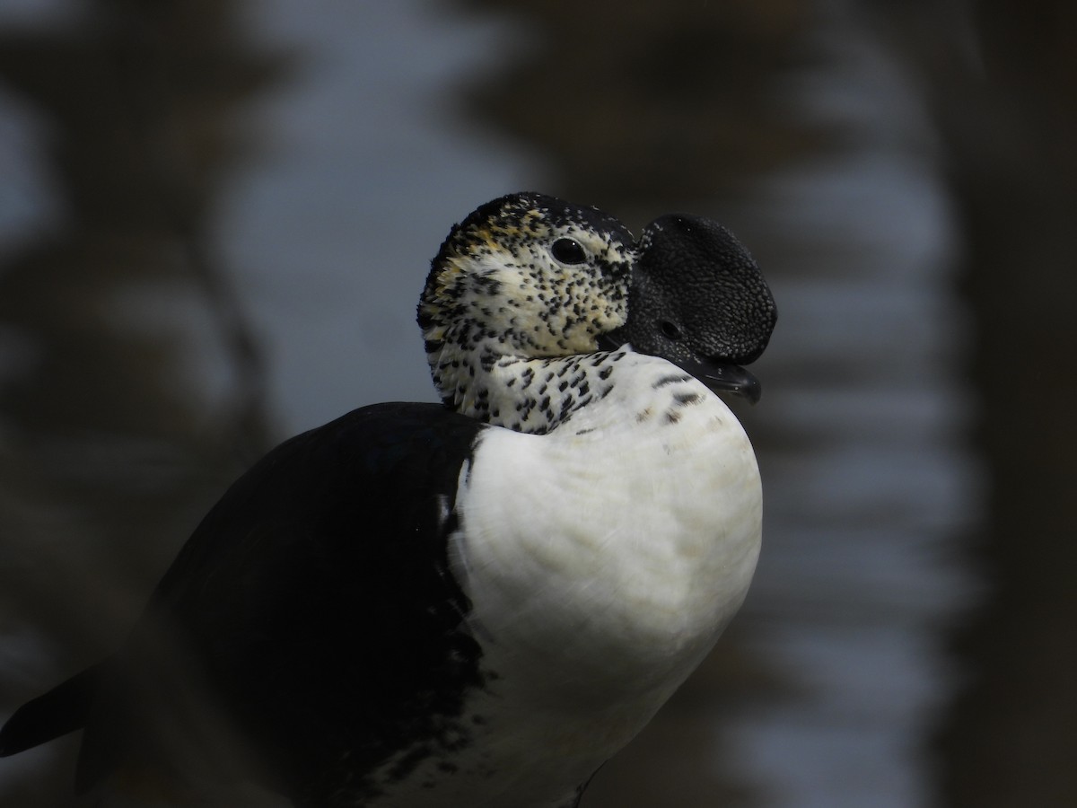 Comb Duck - ML612277207