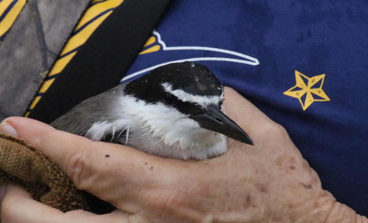 Bridled Tern - ML612277208