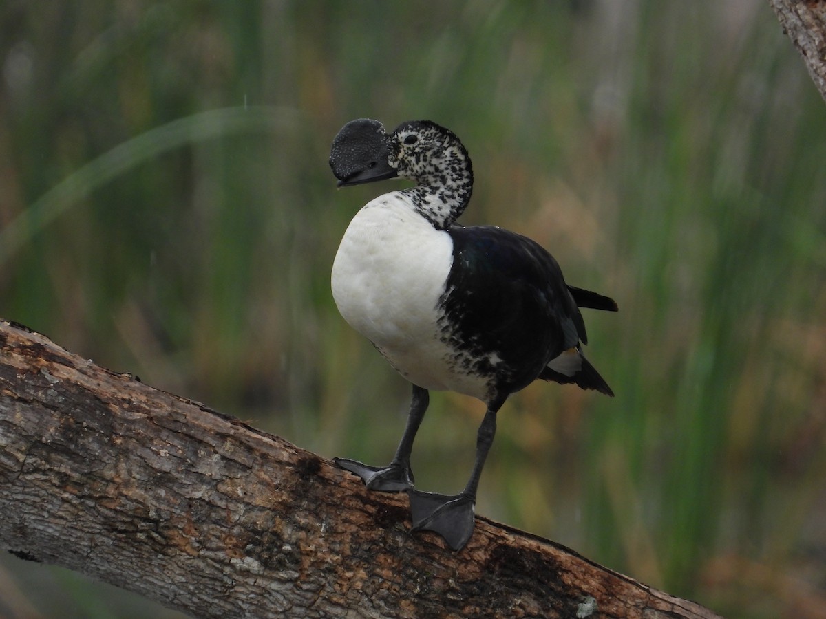 Comb Duck - ML612277209