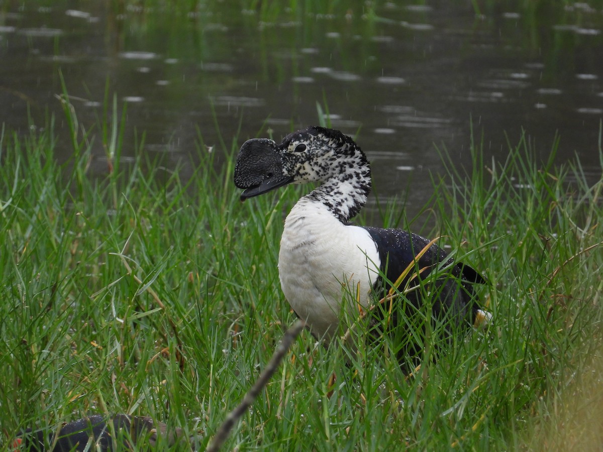 Comb Duck - Francisco Sornoza