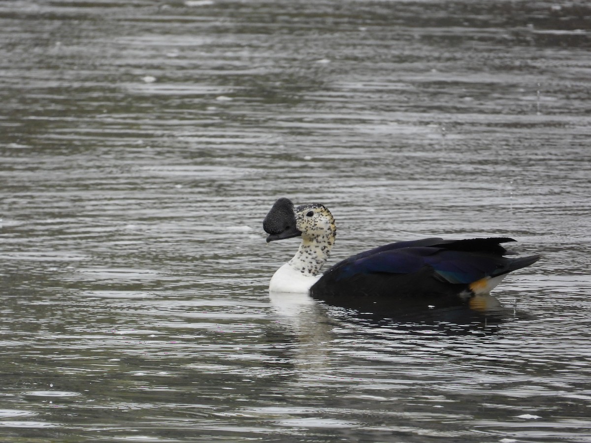 Canard sylvicole - ML612277212