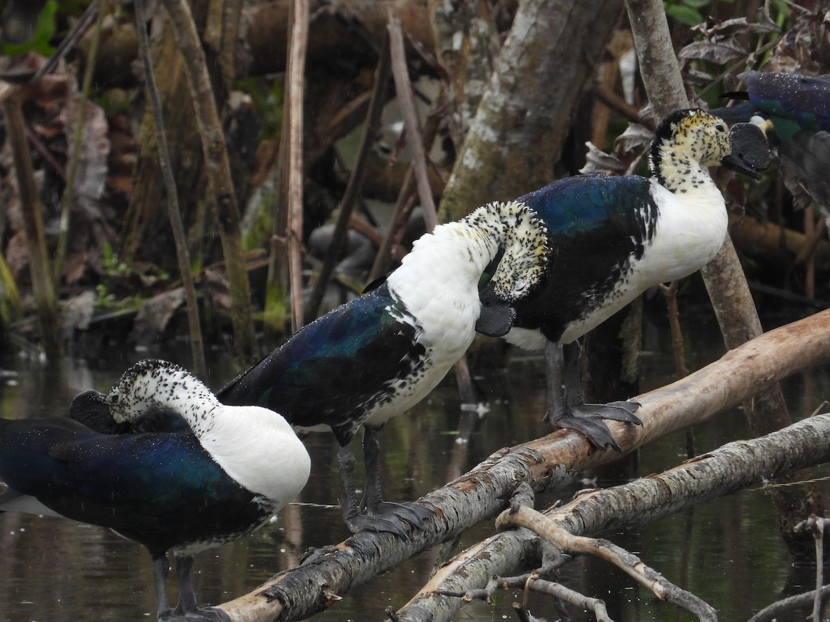Comb Duck - ML612277214