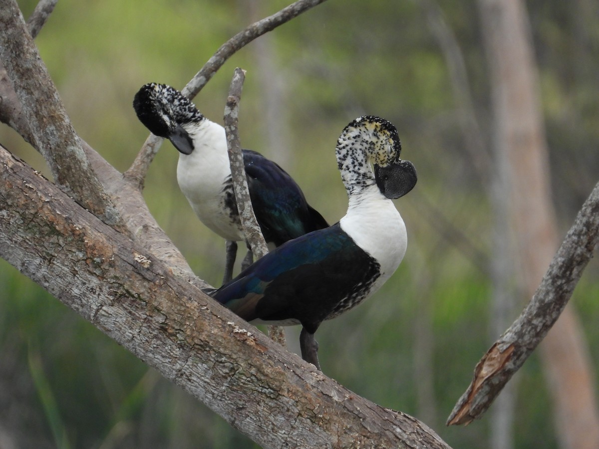 Comb Duck - ML612277215
