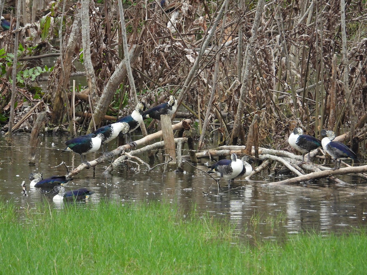 Comb Duck - ML612277216