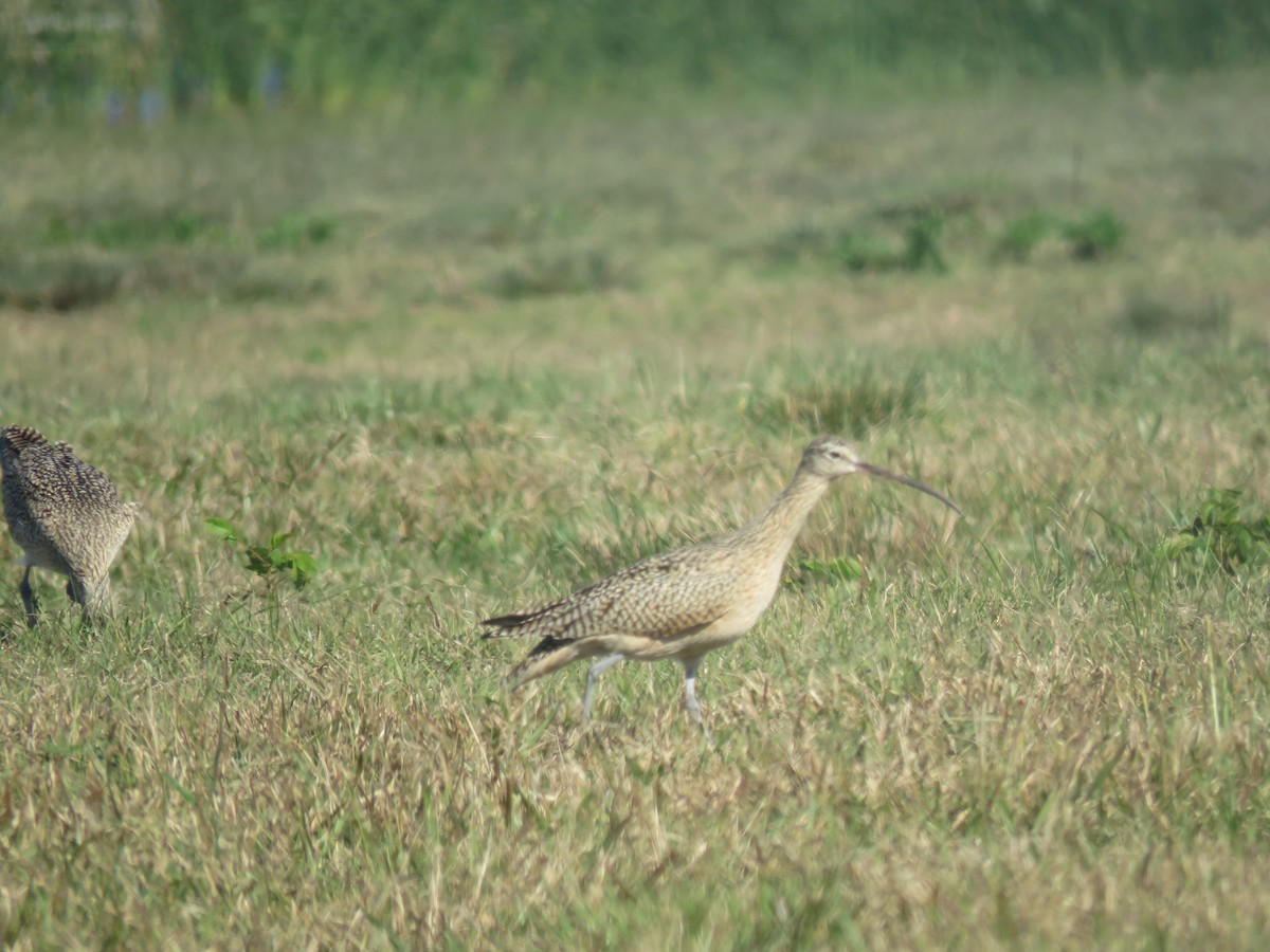 Long-billed Curlew - ML612277354