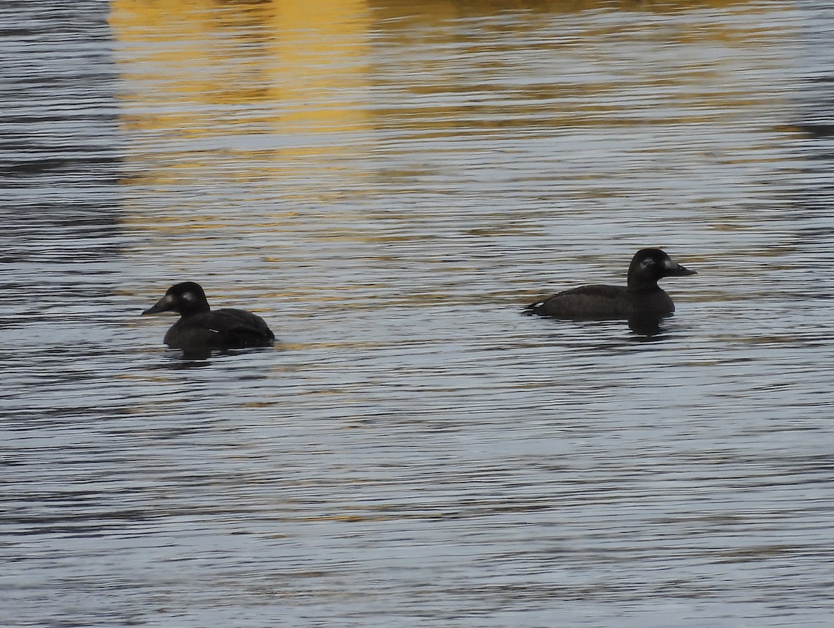 White-winged Scoter - ML612277388