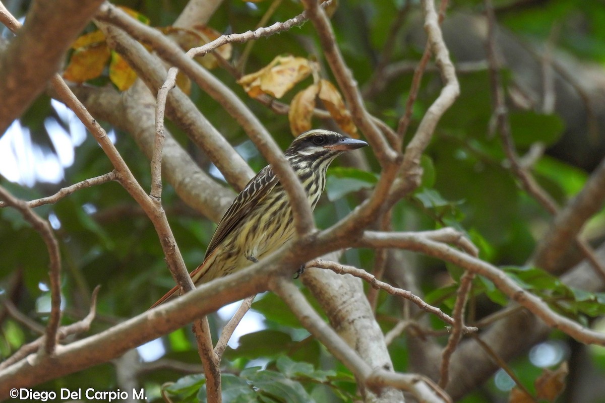 Streaked Flycatcher - ML612277601