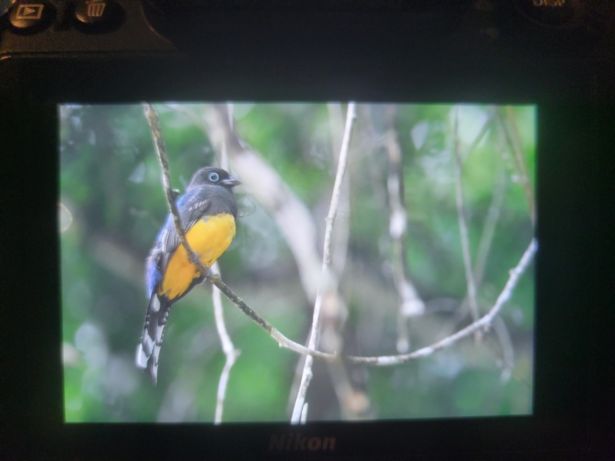 Black-headed Trogon - ML612277611