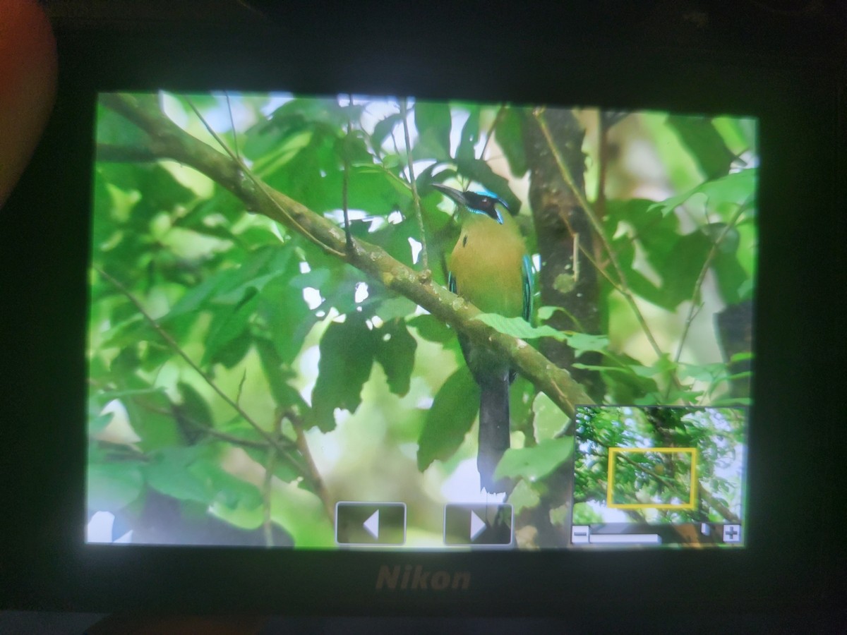 Lesson's Motmot - ML612277620