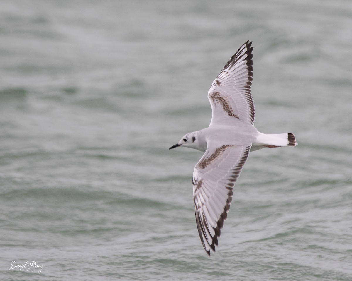 Bonaparte's Gull - ML612277767