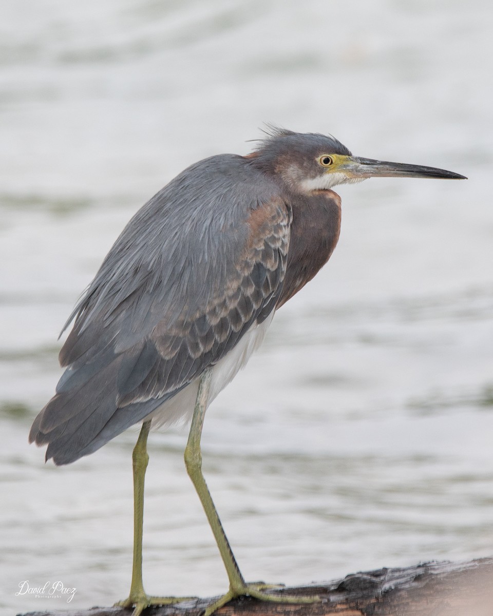 Tricolored Heron - ML612277778