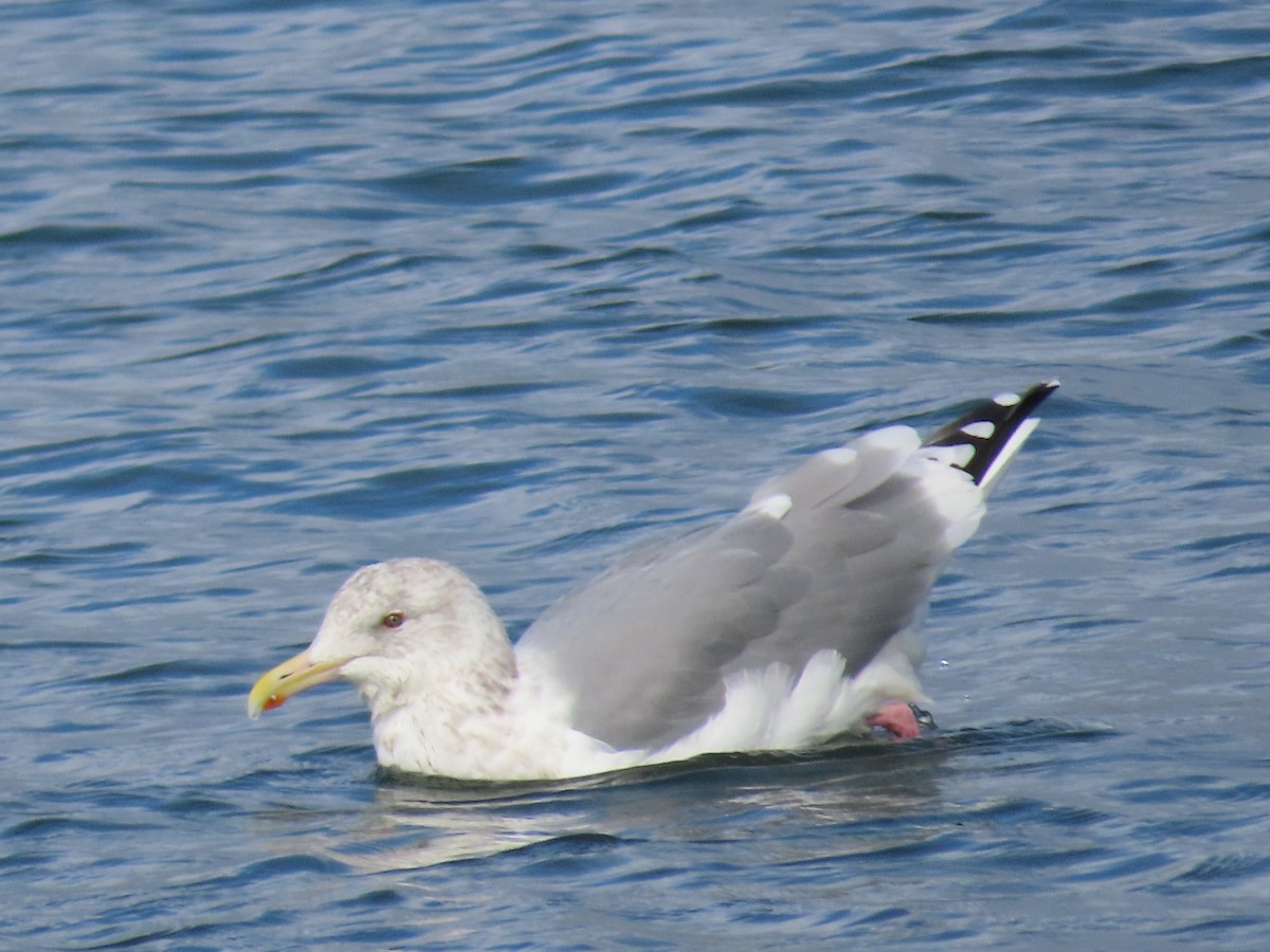 Gaviota Argéntea (vegae) - ML612277878