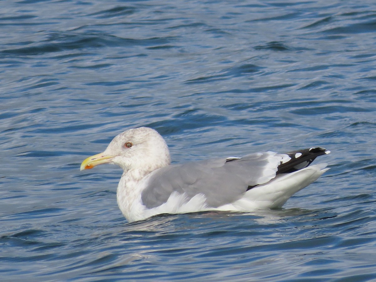 Gaviota Argéntea (vegae) - ML612277879