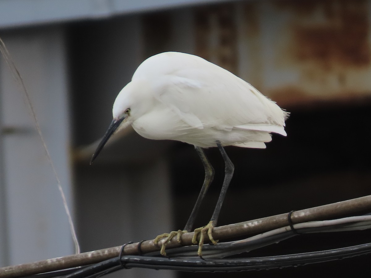 Little Egret - ML612277893