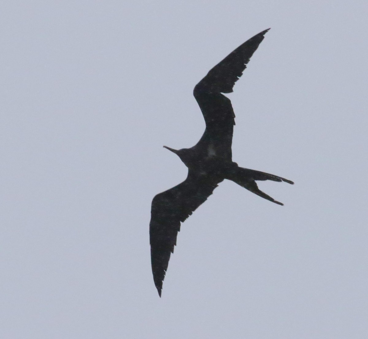 Lesser Frigatebird - ML612277895