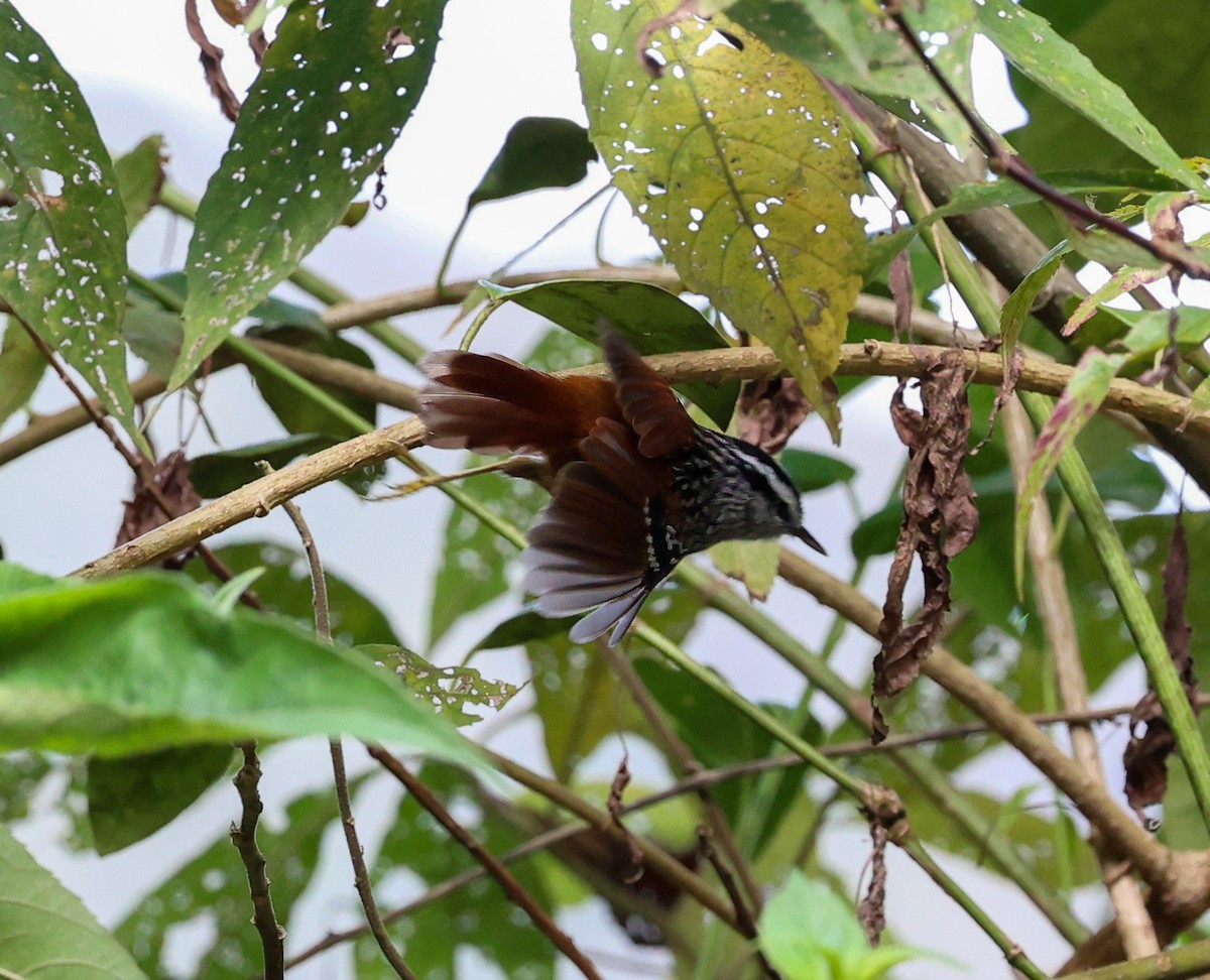 Rufous-tailed Antbird - ML612277981
