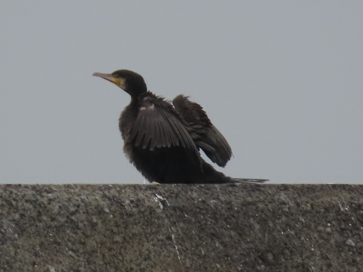 Great Cormorant - ML612278004