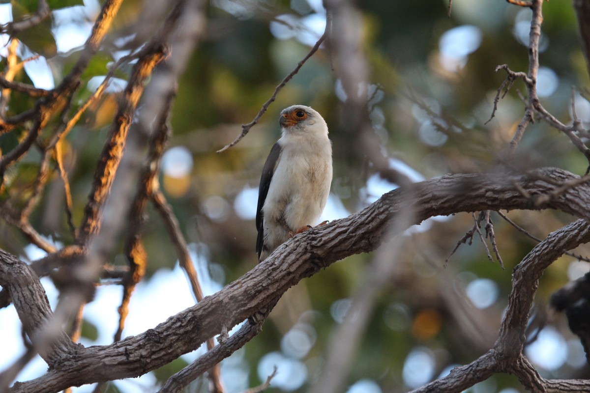 White-rumped Falcon - ML612278007