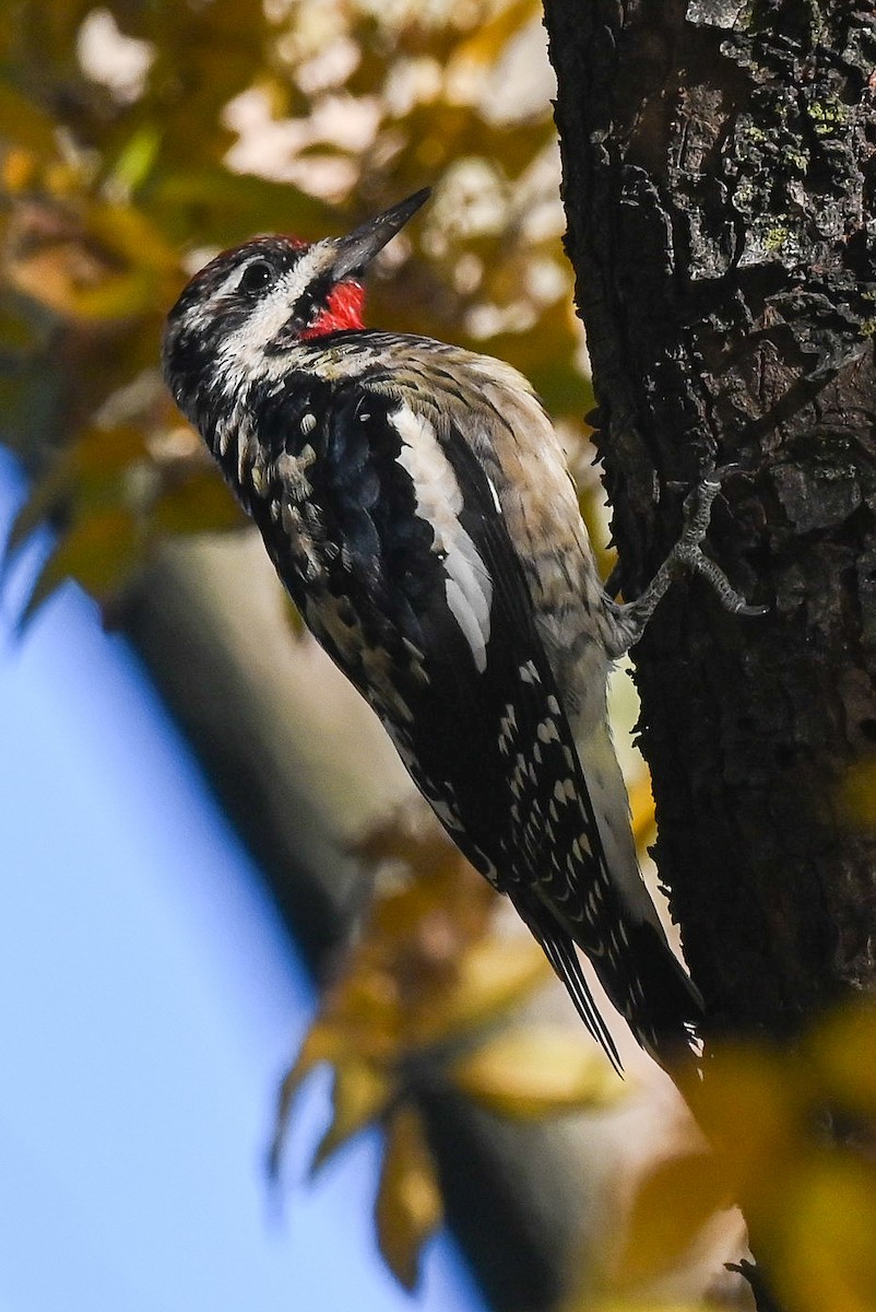 Yellow-bellied Sapsucker - ML612278071