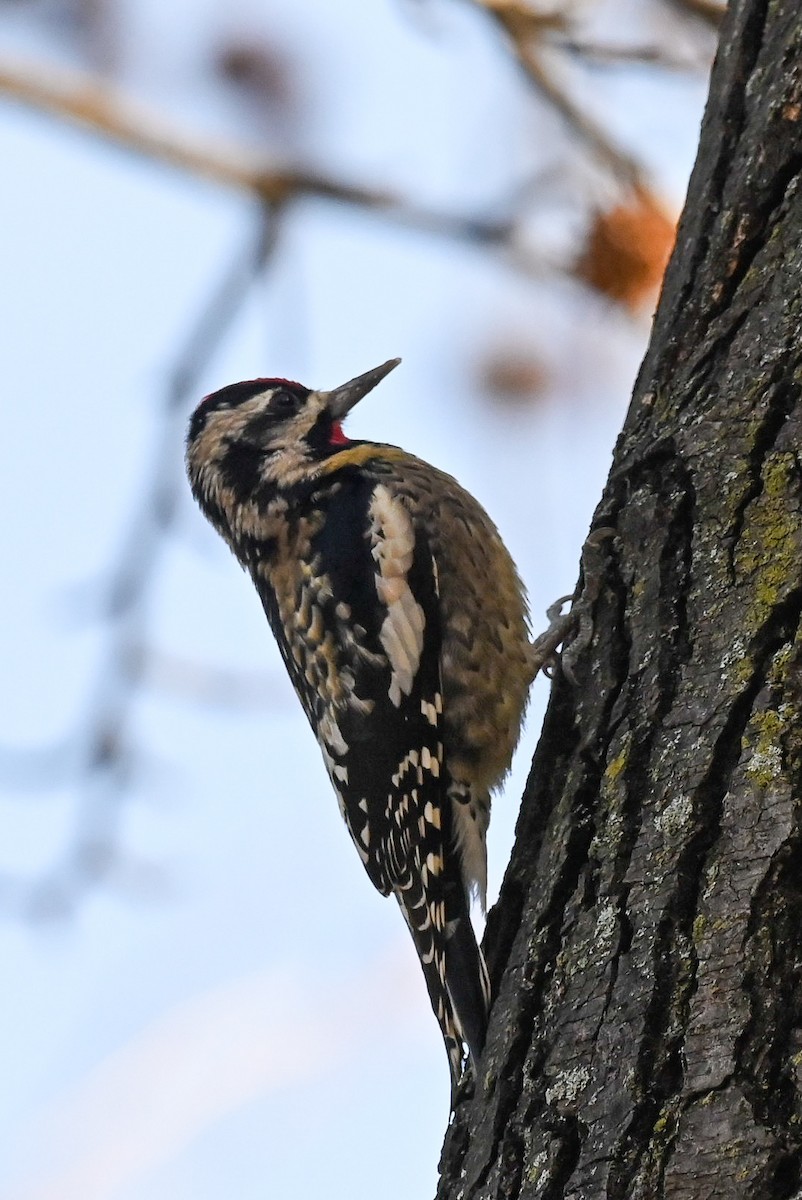 Yellow-bellied Sapsucker - ML612278073