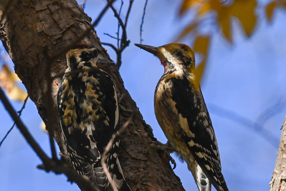 Yellow-bellied Sapsucker - ML612278074