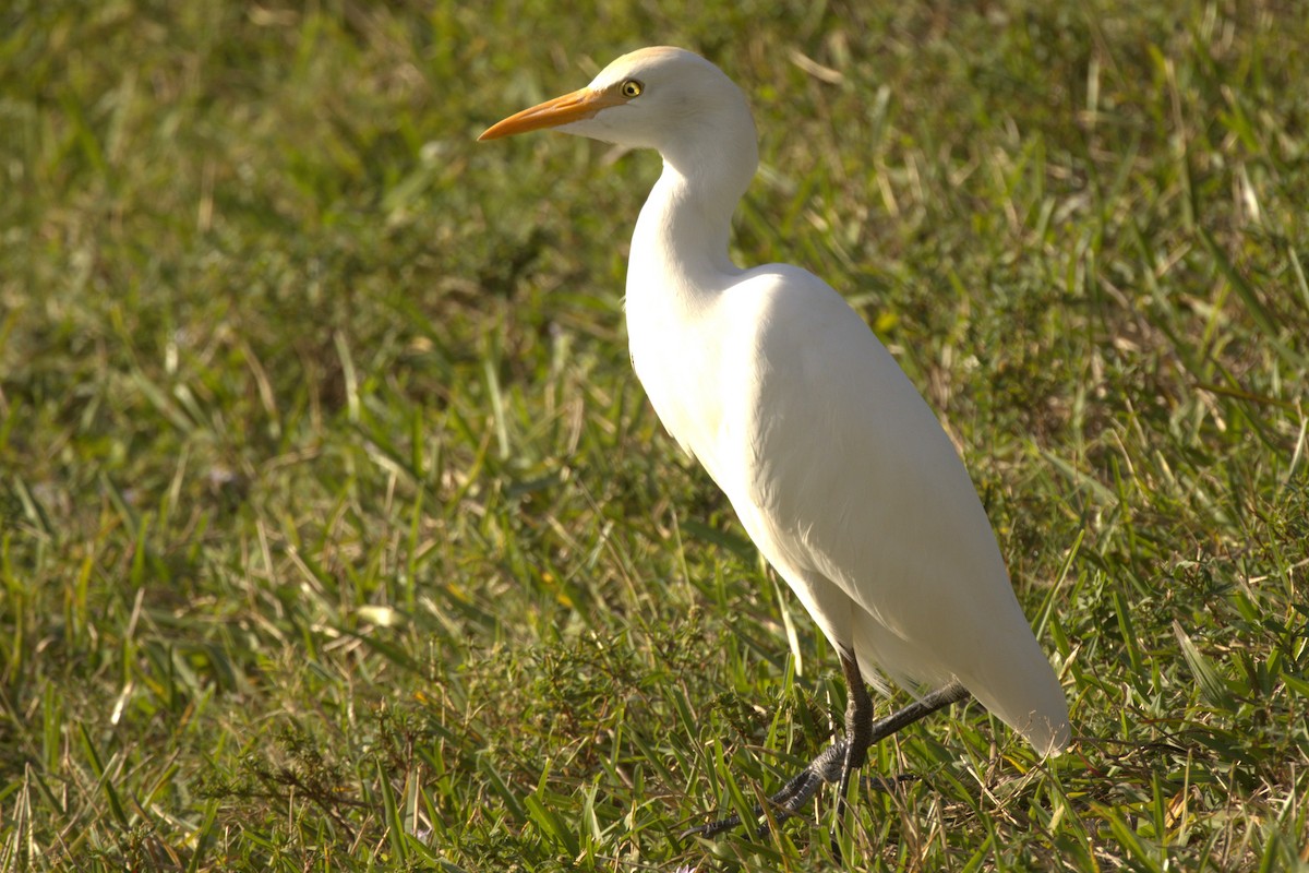 Western Cattle Egret - ML612278091