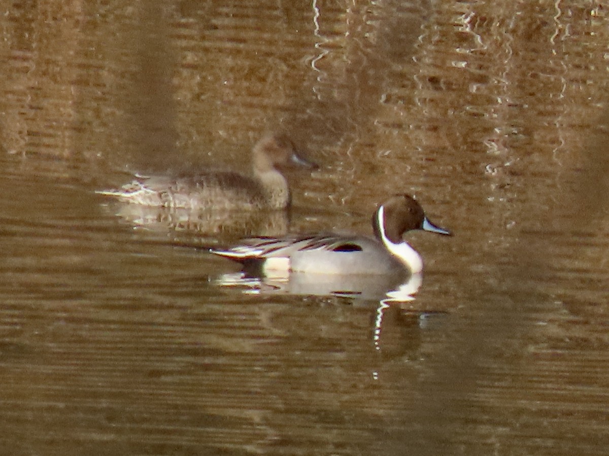 Northern Pintail - ML612278094