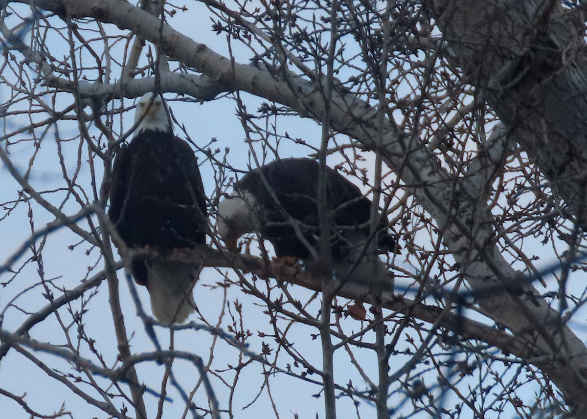 Bald Eagle - ML612278098