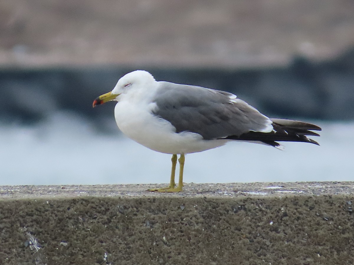 Black-tailed Gull - ML612278101