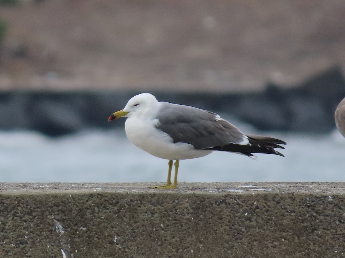 Black-tailed Gull - ML612278102