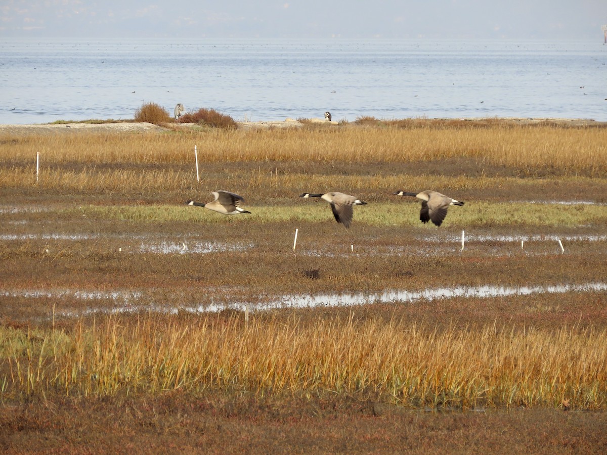 Canada Goose - ML612278131