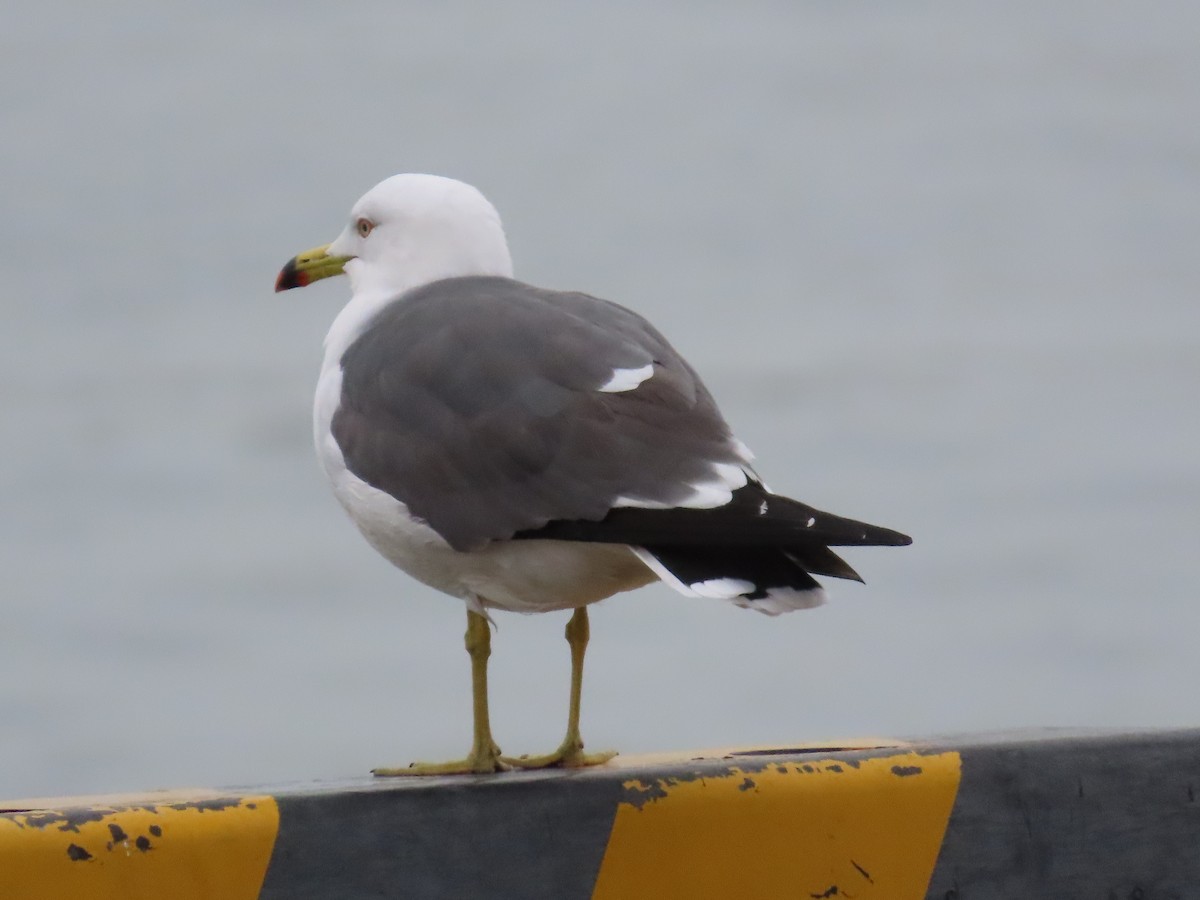 Gaviota Japonesa - ML612278151