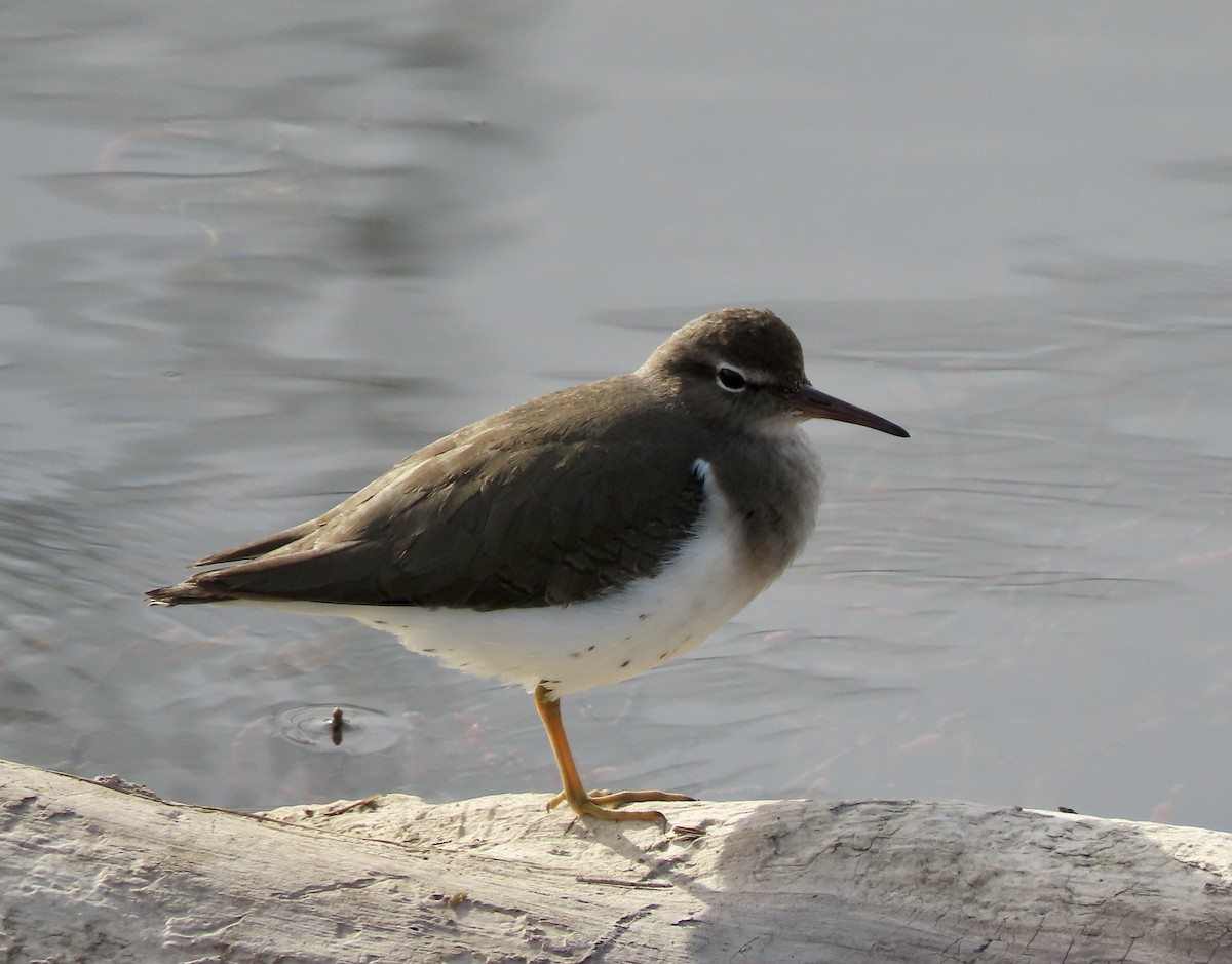 Spotted Sandpiper - ML612278159