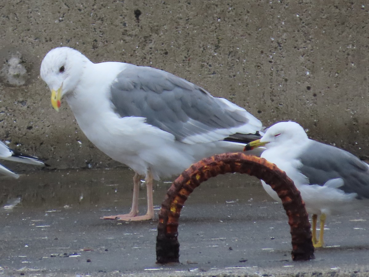 Herring Gull (Vega) - ML612278166