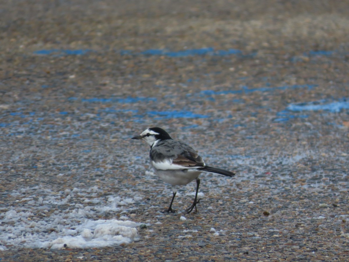 White Wagtail - ML612278174