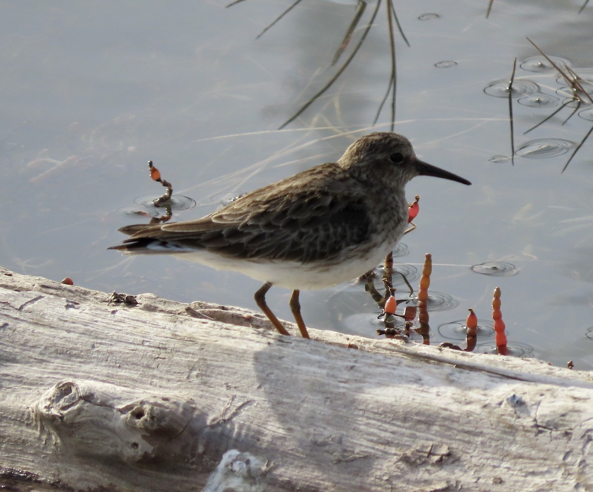 Least Sandpiper - ML612278178