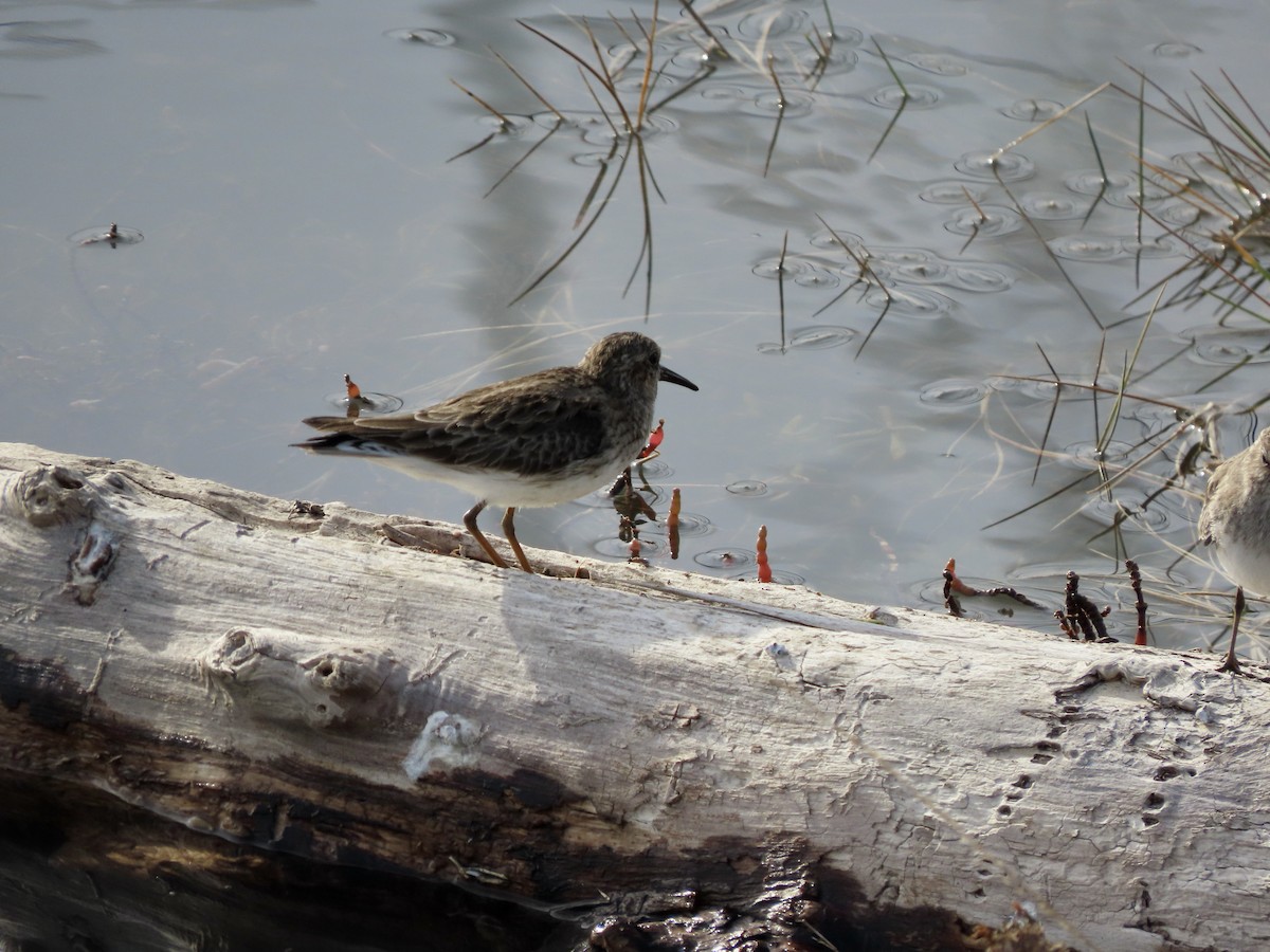 Least Sandpiper - ML612278180