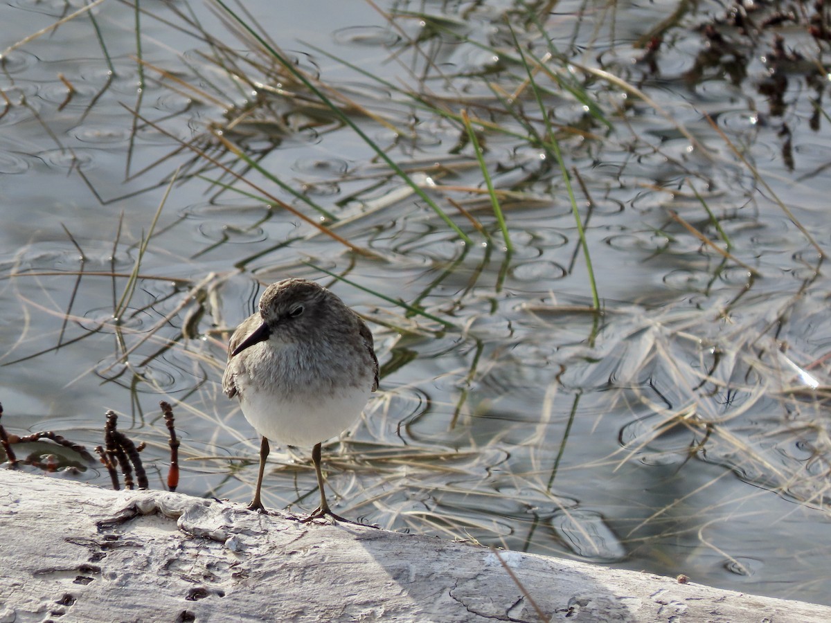 Least Sandpiper - George Chrisman