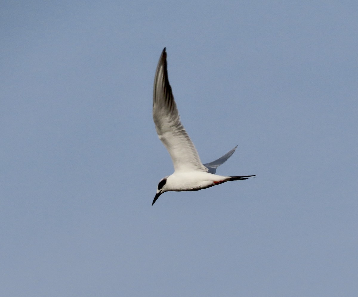 Forster's Tern - ML612278194