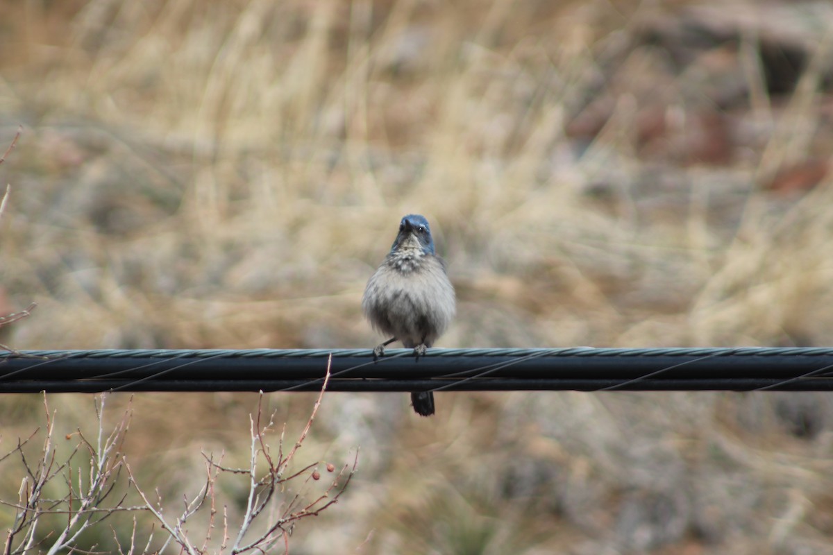 Woodhouse's Scrub-Jay - ML612278261