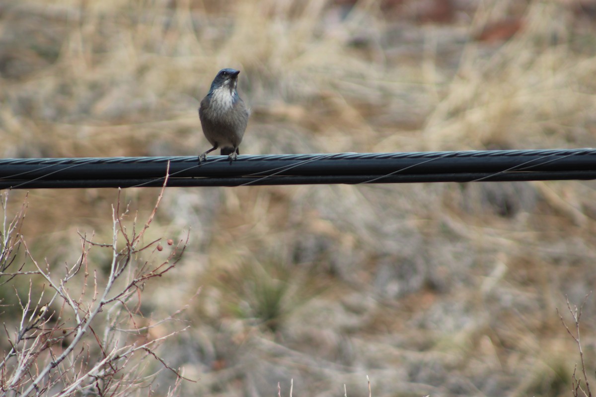 Woodhouse's Scrub-Jay - ML612278263