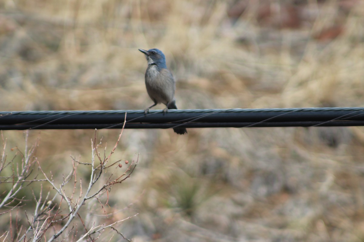 Woodhouse's Scrub-Jay - ML612278264