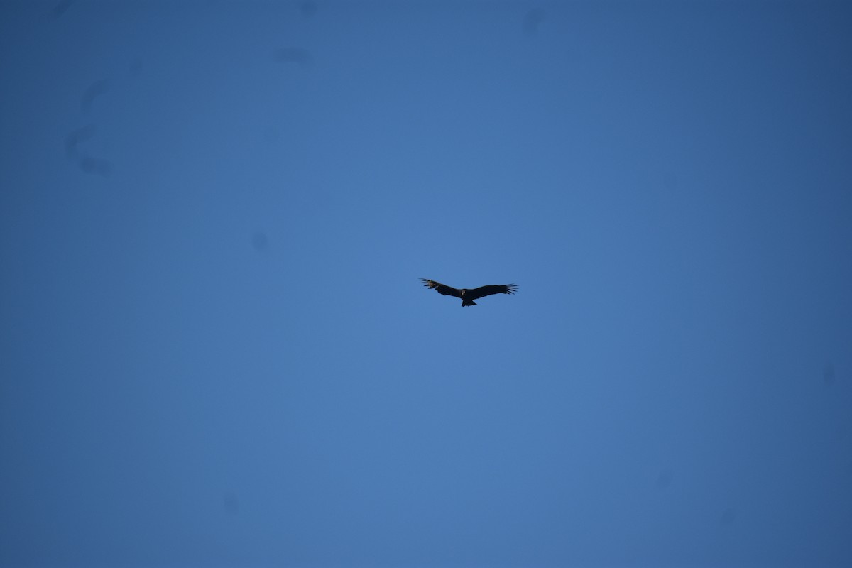 Black Vulture - ML612278291