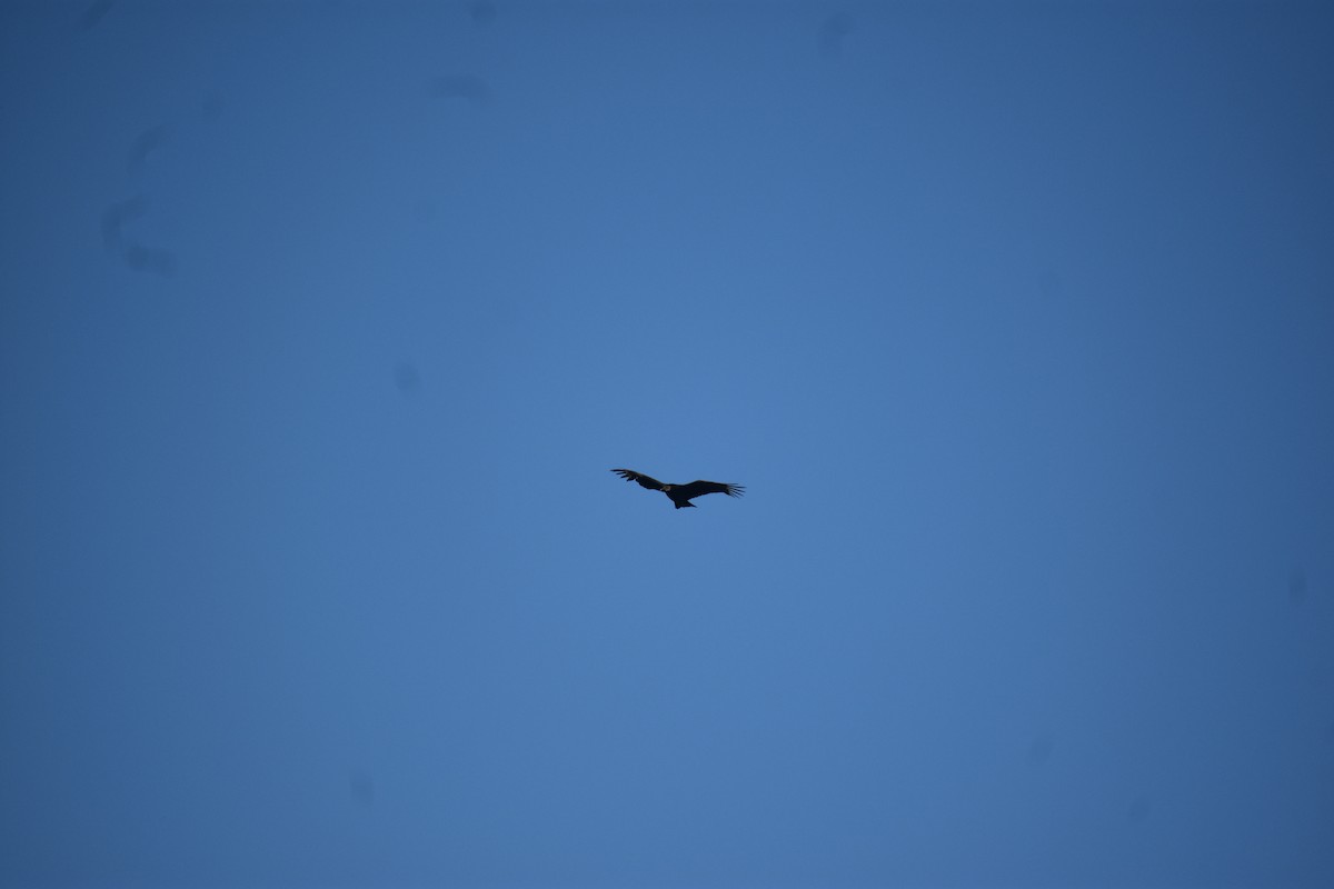 Black Vulture - ML612278292